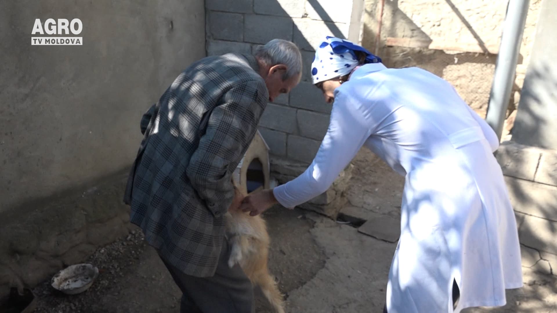 Focare de rabie și pestă porcină