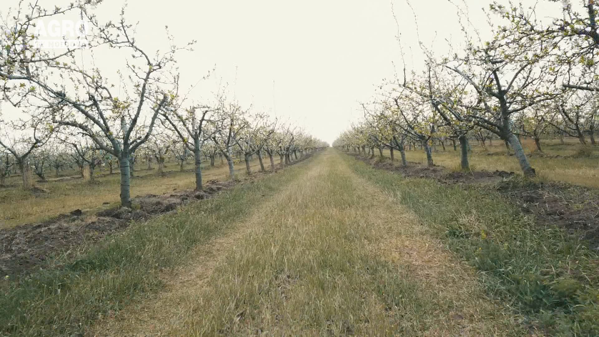 Ingenioși în lupta cu dăunătorii