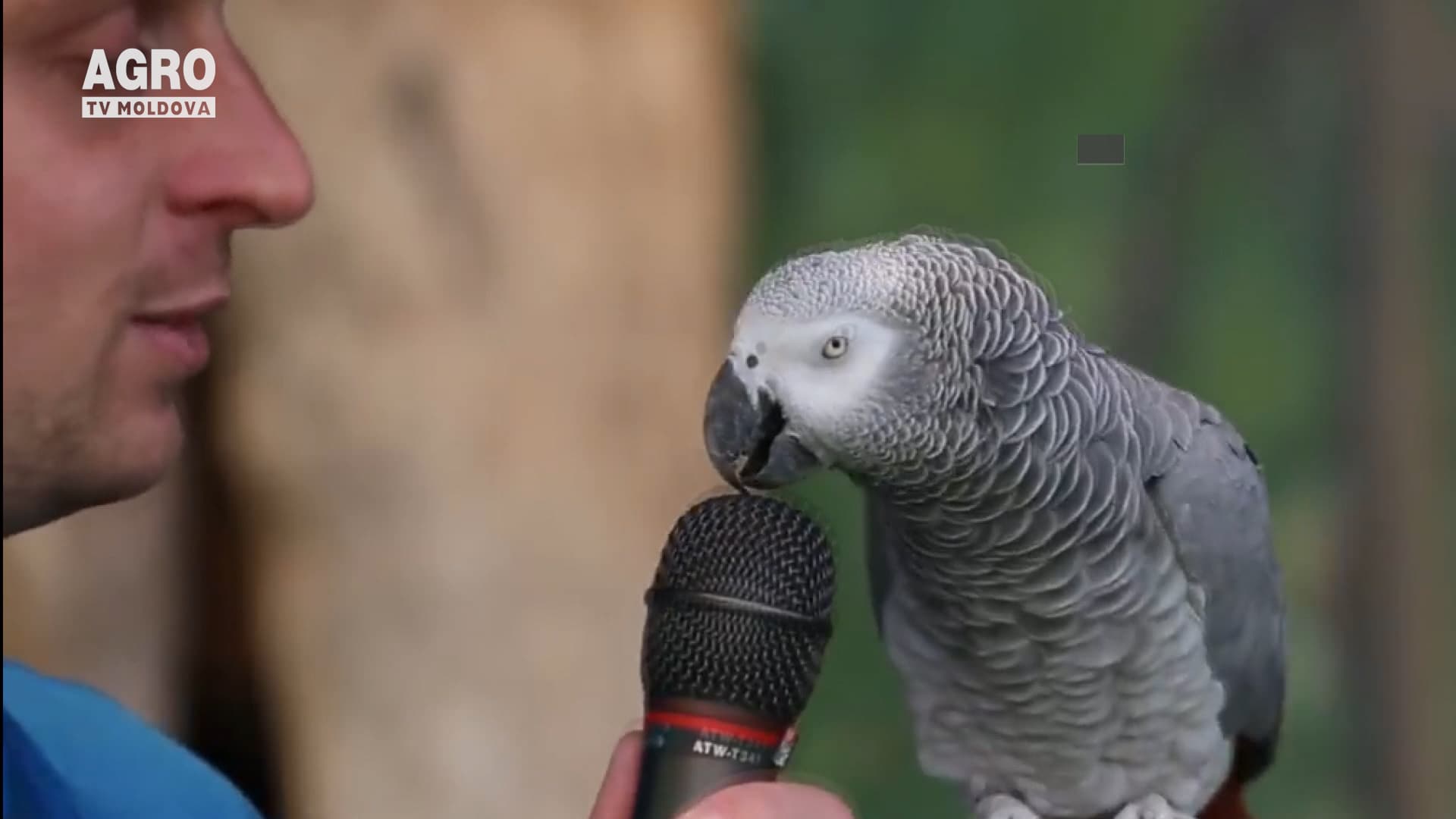 Mierlele indiene – mai grăitoare ca papagalii