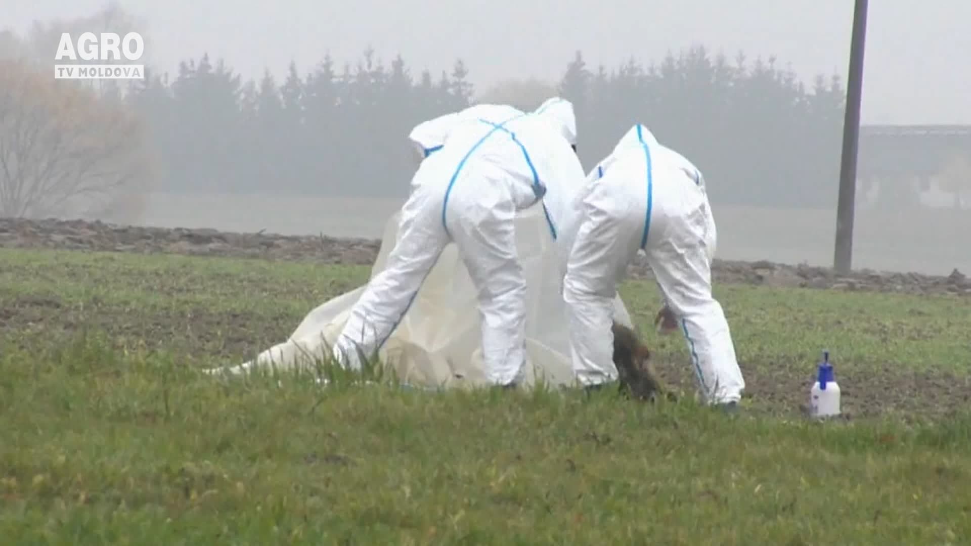 Noi cazuri de pestă porcină africană în Moldova