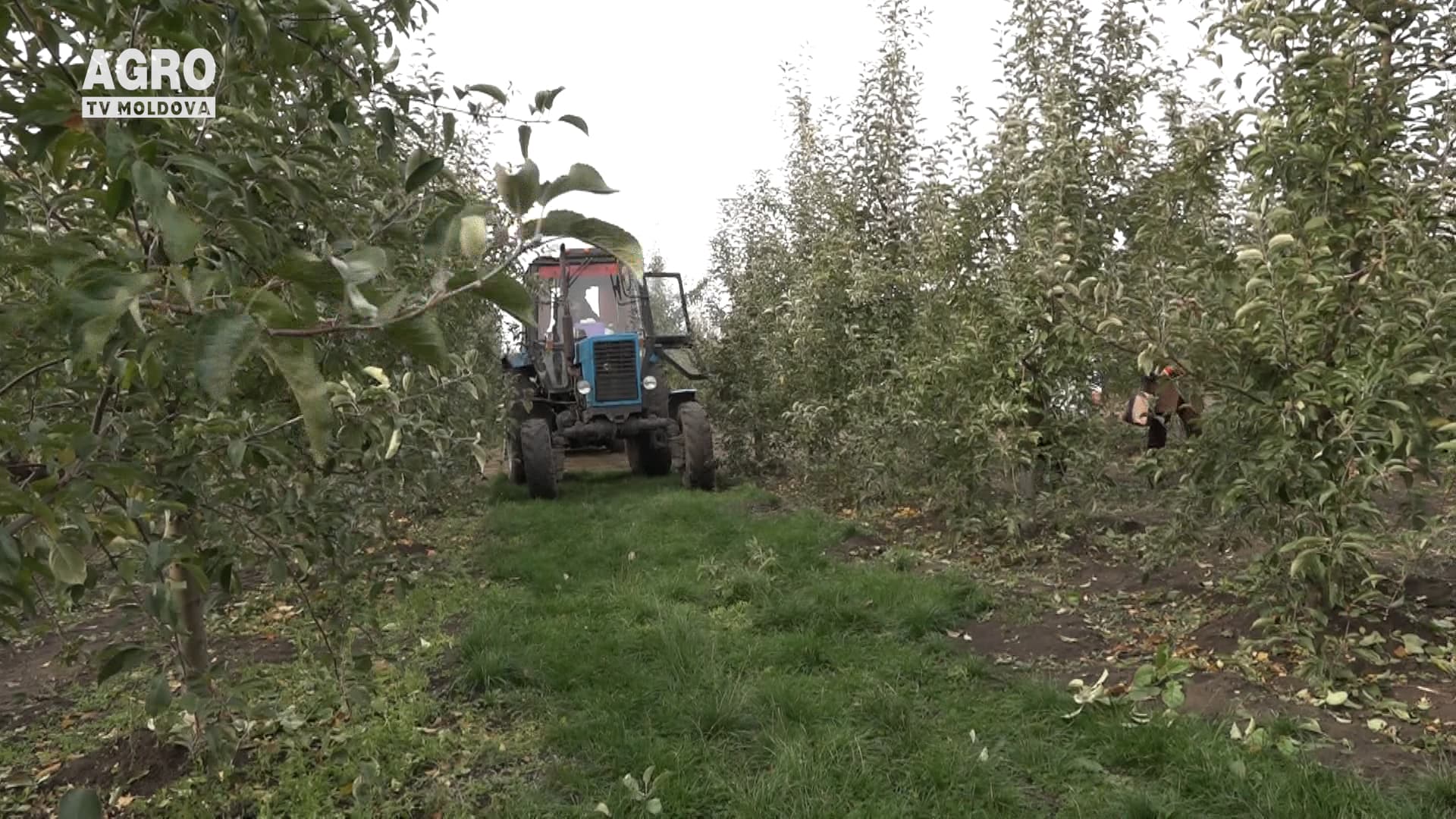 Prognoze mai optimiste pentru roada de mere
