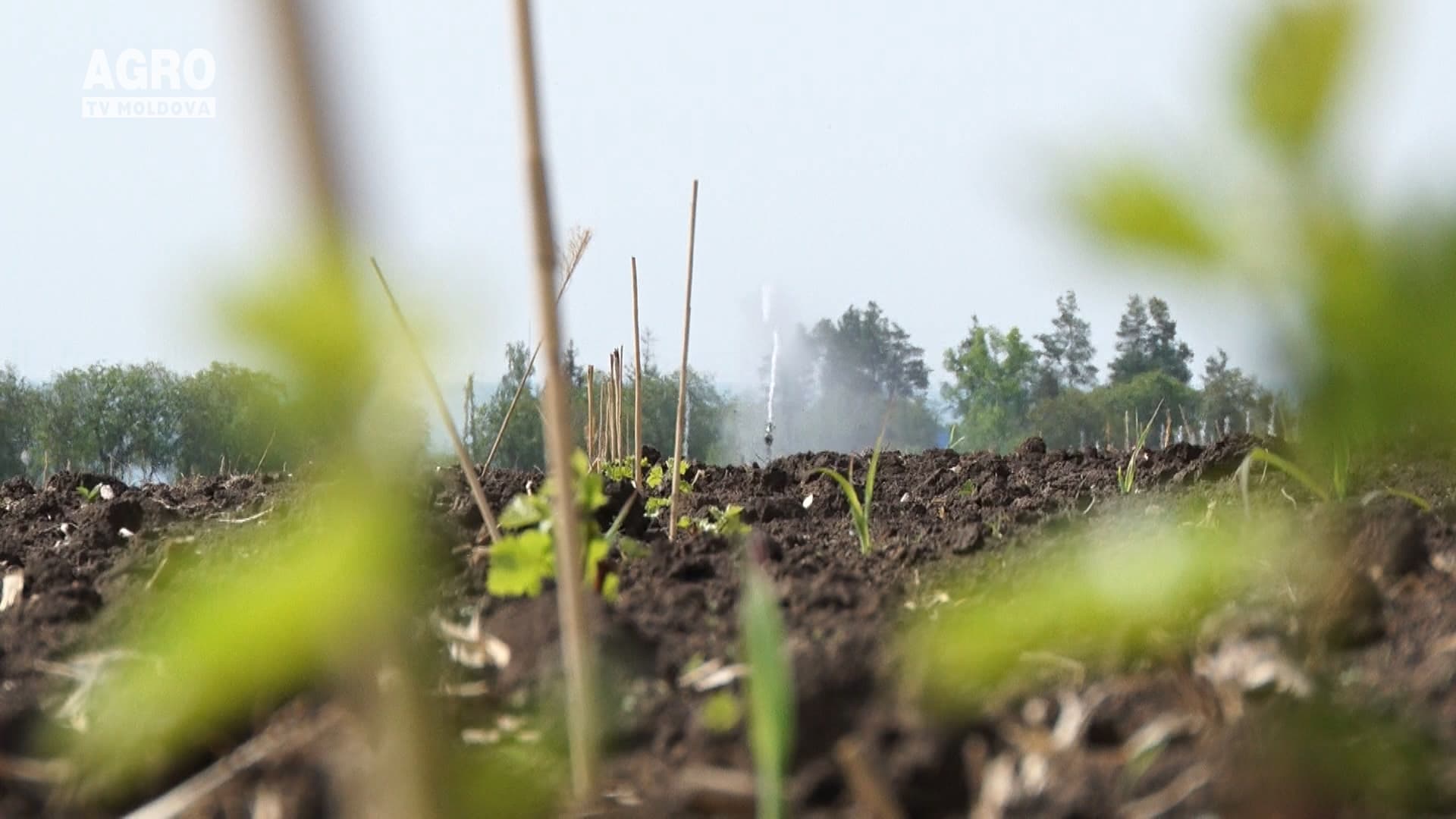 Seceta, pericol pentru agricultură