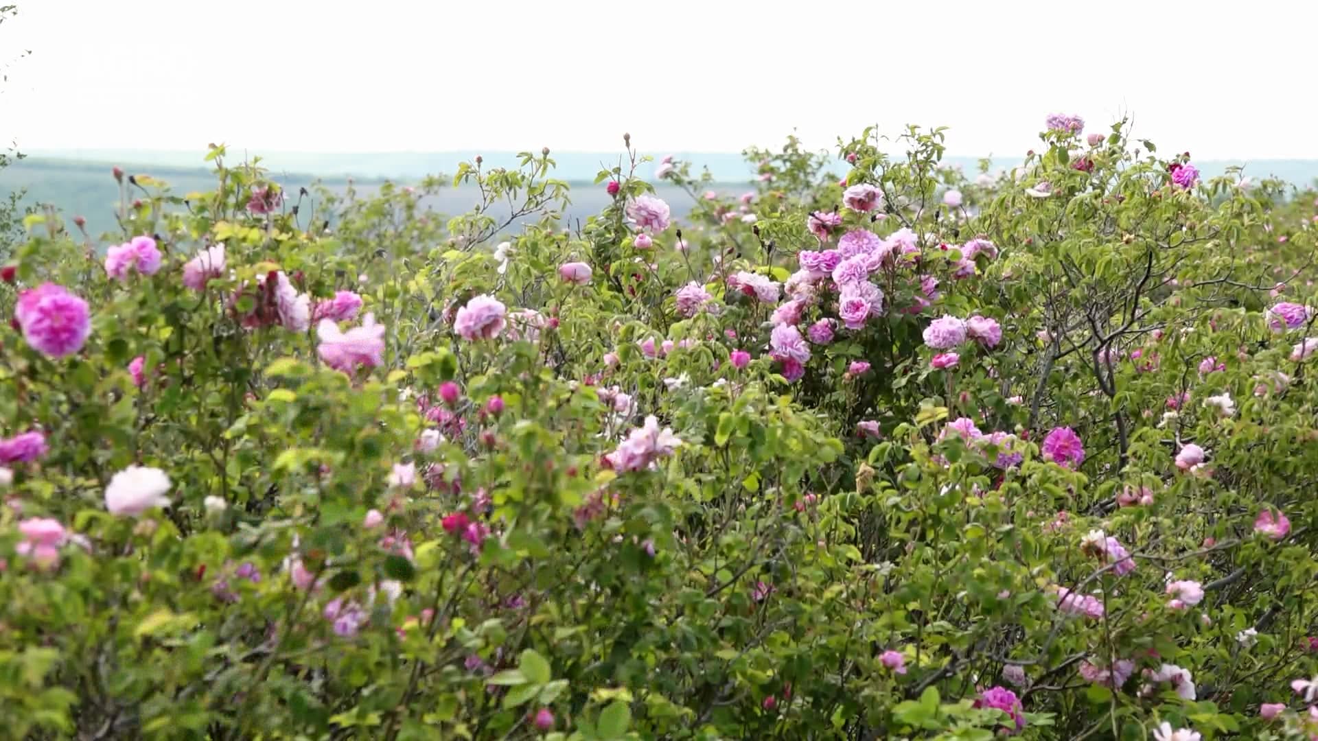 Cultivarea plantelor aromatice, o afacere de perspectivă