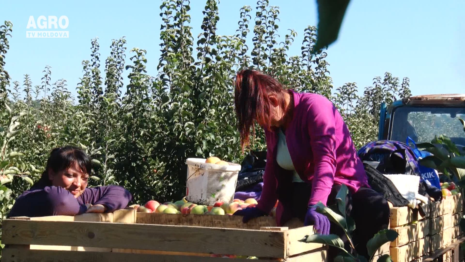 Mere exportate – mai puține, dar mai scumpe