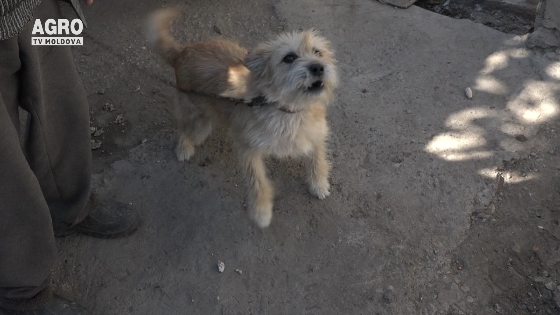 Nu scăpăm de rabie
