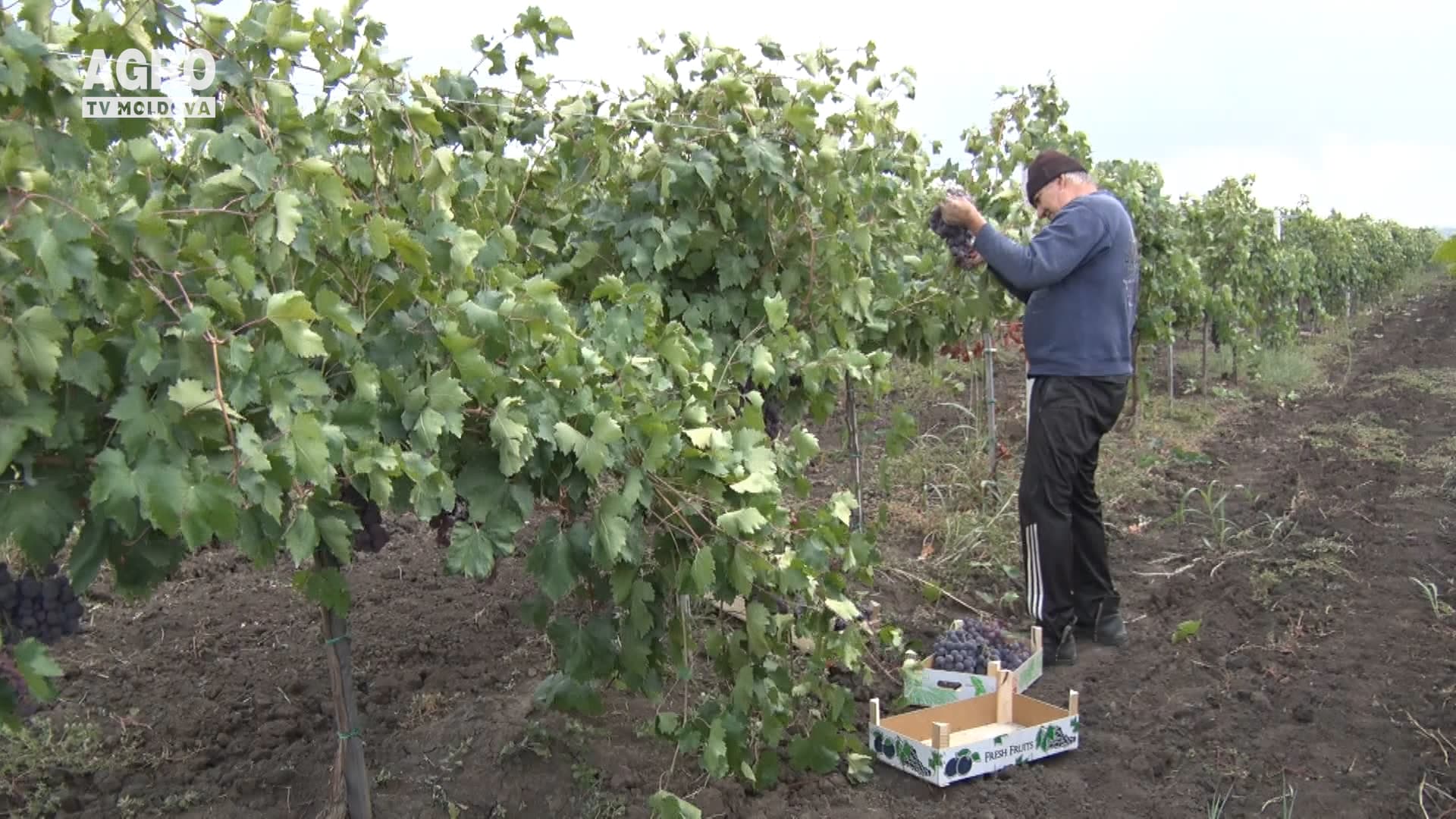A început recoltarea strugurilor