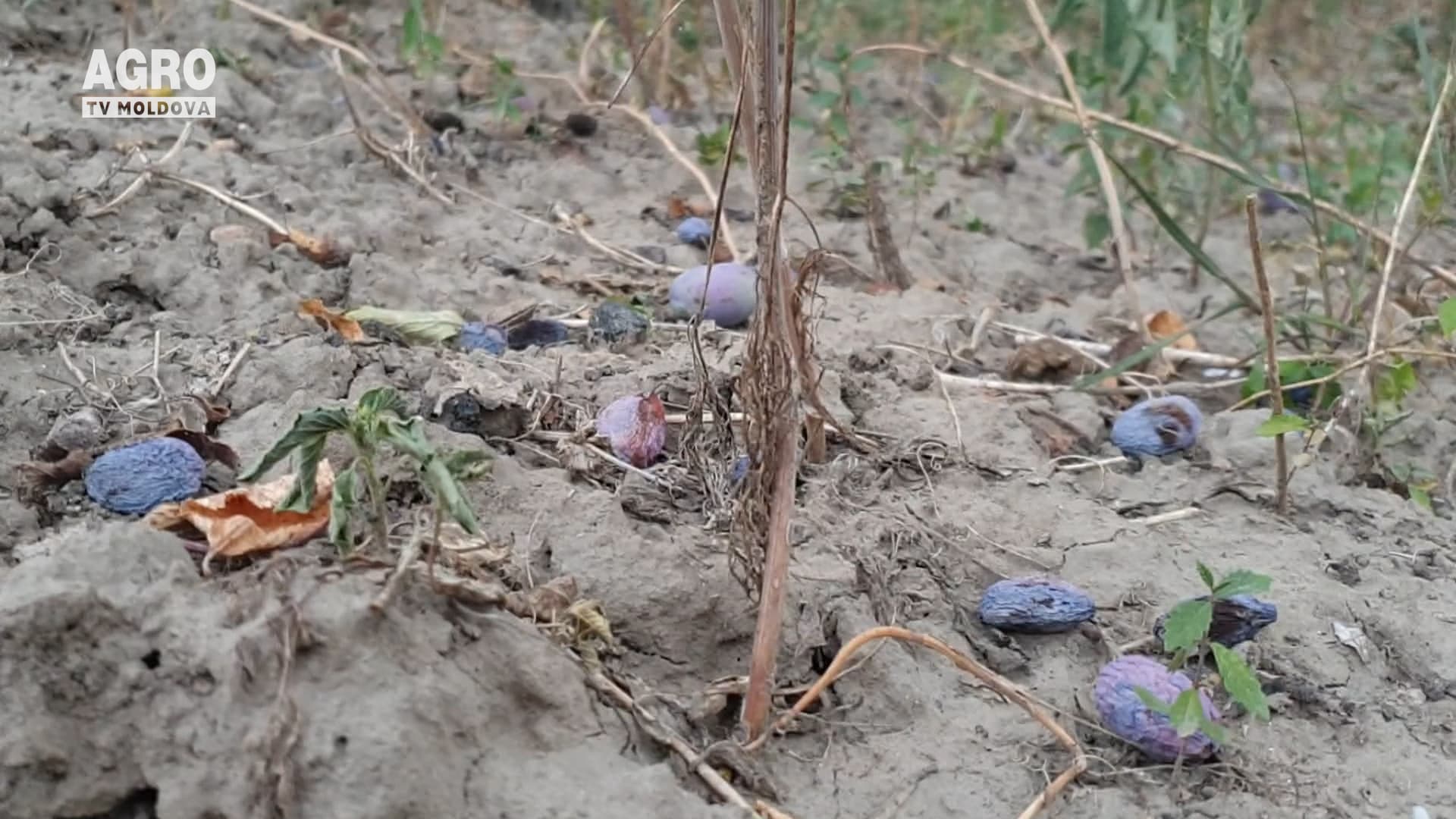 Agricultura, în prag de colaps