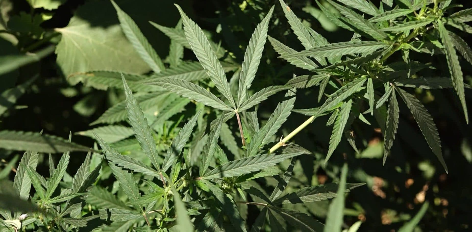 Tânăr din Ciocana, cercetat penal după ce poliția a descoperit zeci de plante asemănătoare cânepei în gospodăria sa