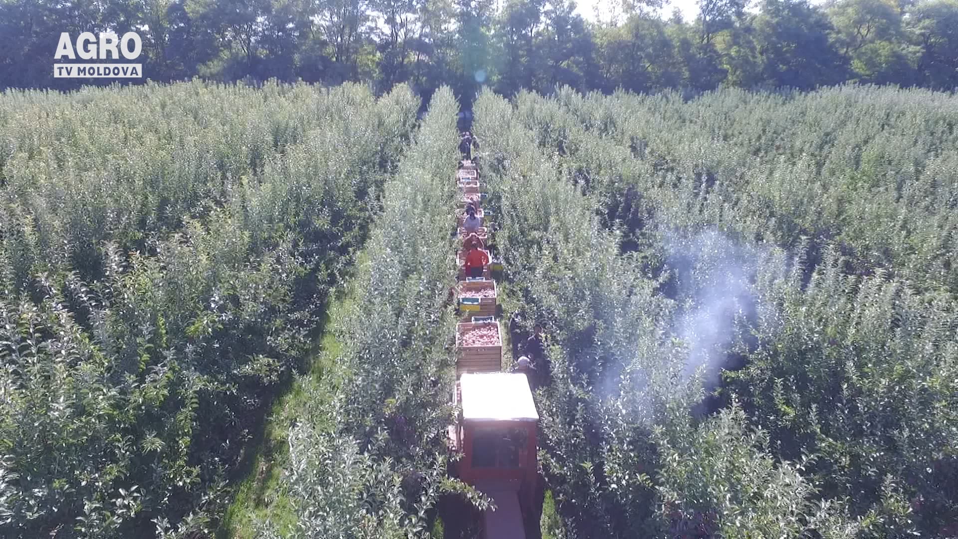 Mai puține mere, dar mai multe exporturi