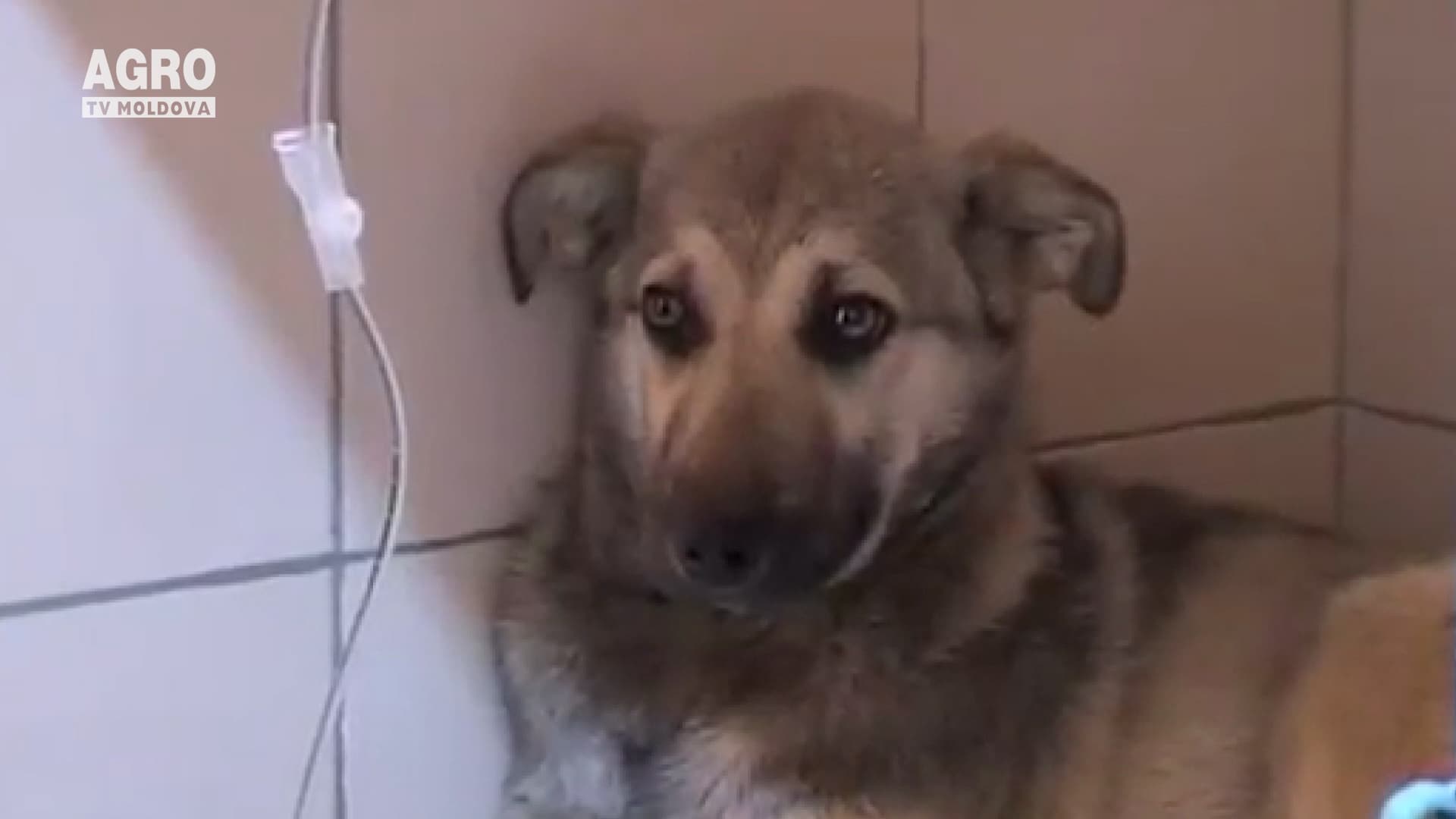 Medicii veterinari vor avea propria Lege
