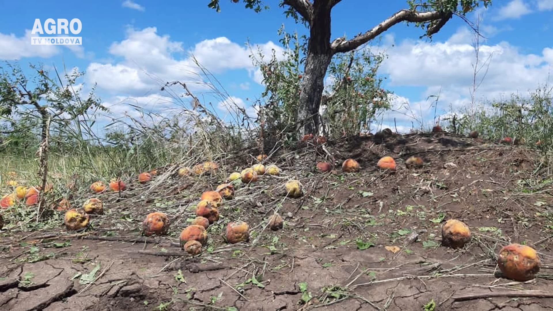 Sute de hectare distruse de grindină