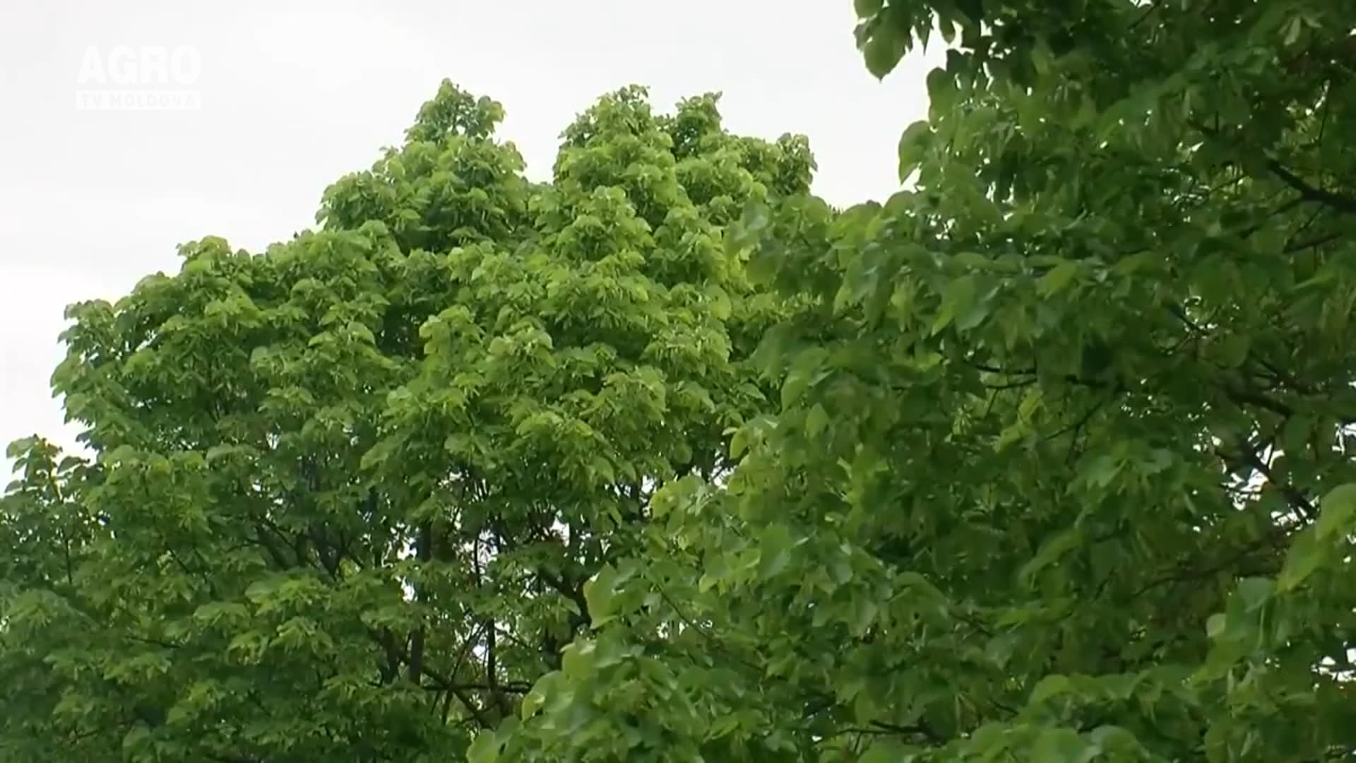 Uleiurile esențiale te scapă de țânțari și muște