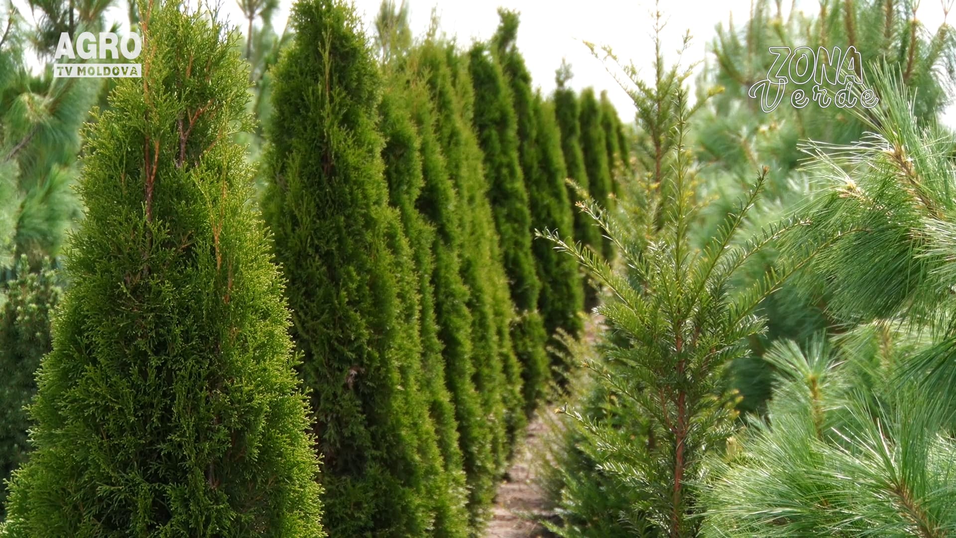 ZONA VERDE- pepiniera de conifere cu zeci de soiuri de arbori și arbuști
