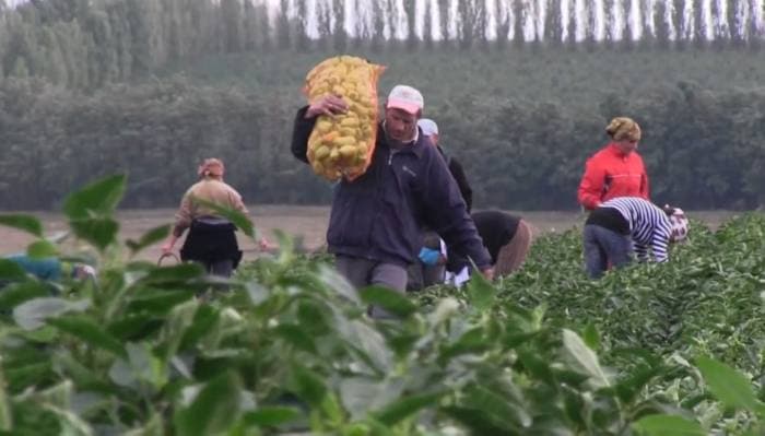 Angajații din agricultură au cele mai mici salarii