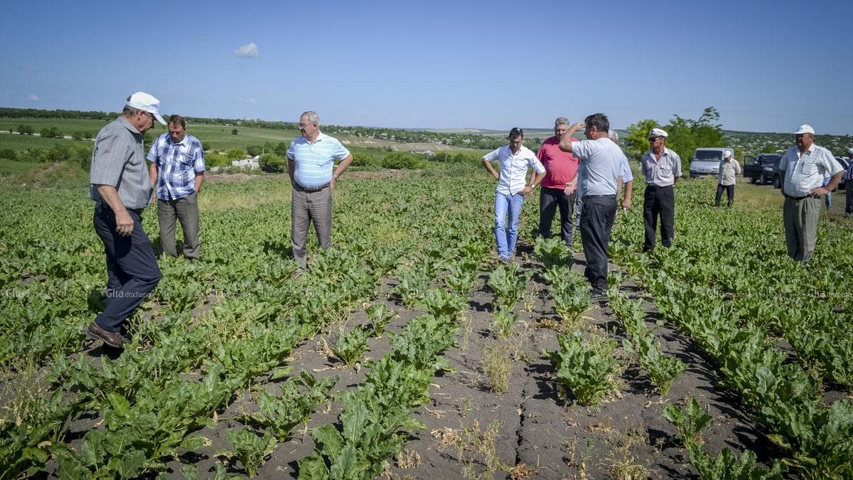 Cum pot fi aplanate situațiile de criză în agricultură