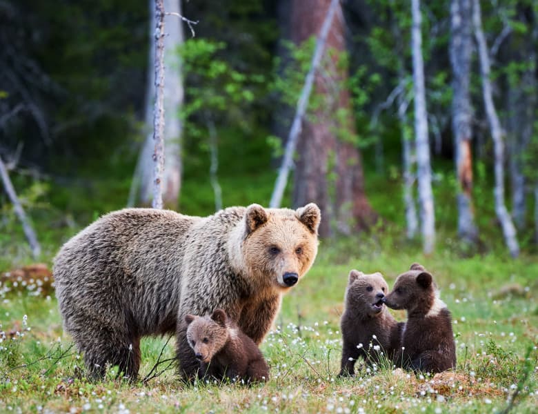 Animalele sălbatice, pe cale de dispariție