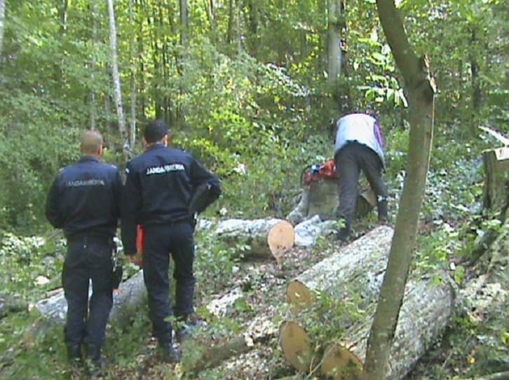 Dosar penal pentru furt de arbori