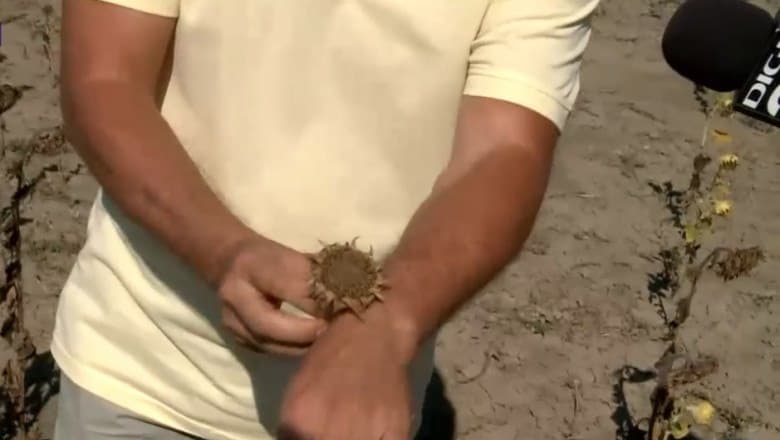 ”Pălăria de floarea-soarelui, cât un ceas de mână”