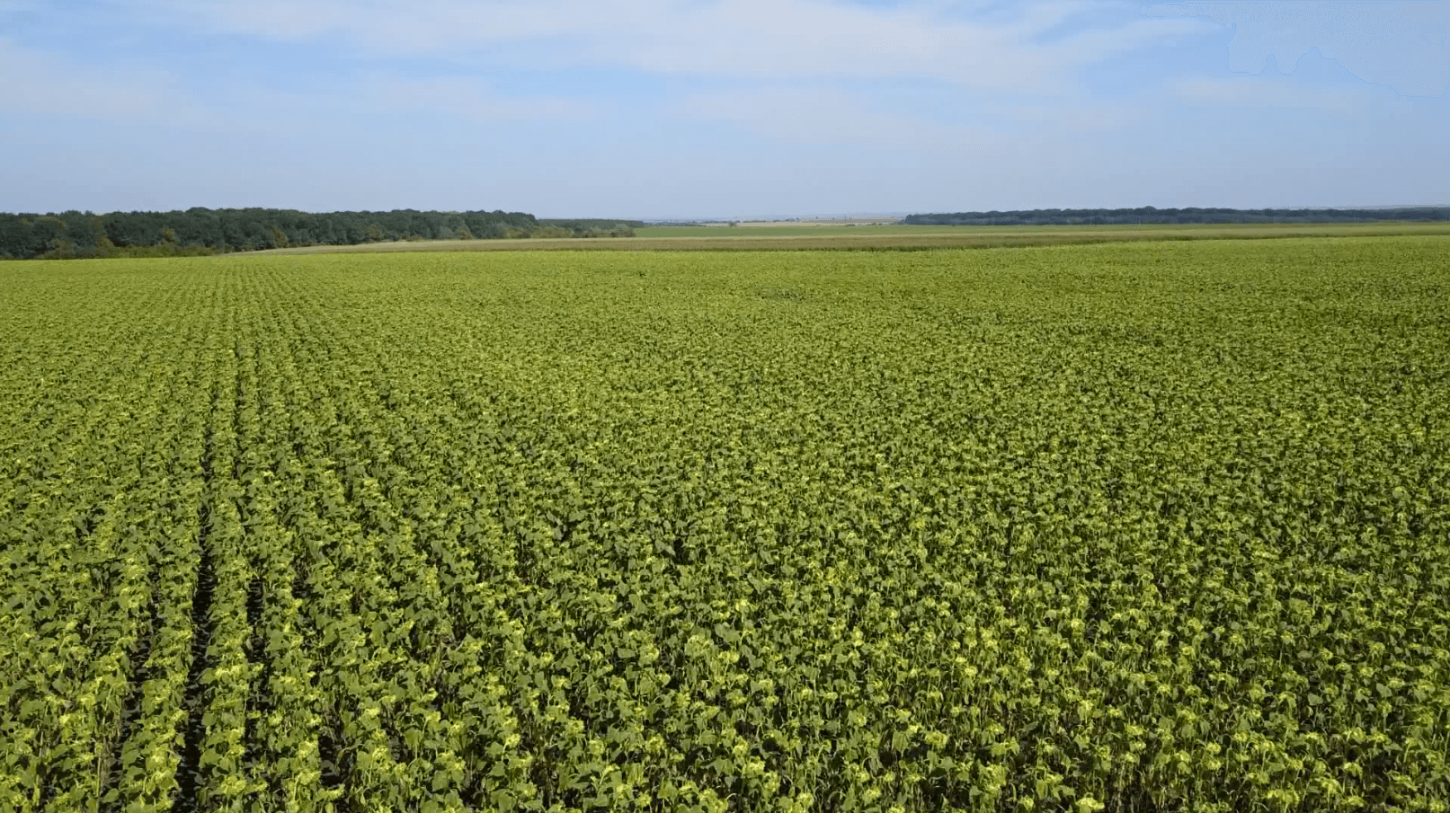 Agricultura ecologică este un domeniu de perspectivă!