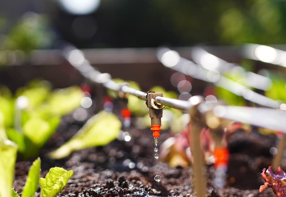 Irigarea motivează fermierii să investească în agricultură