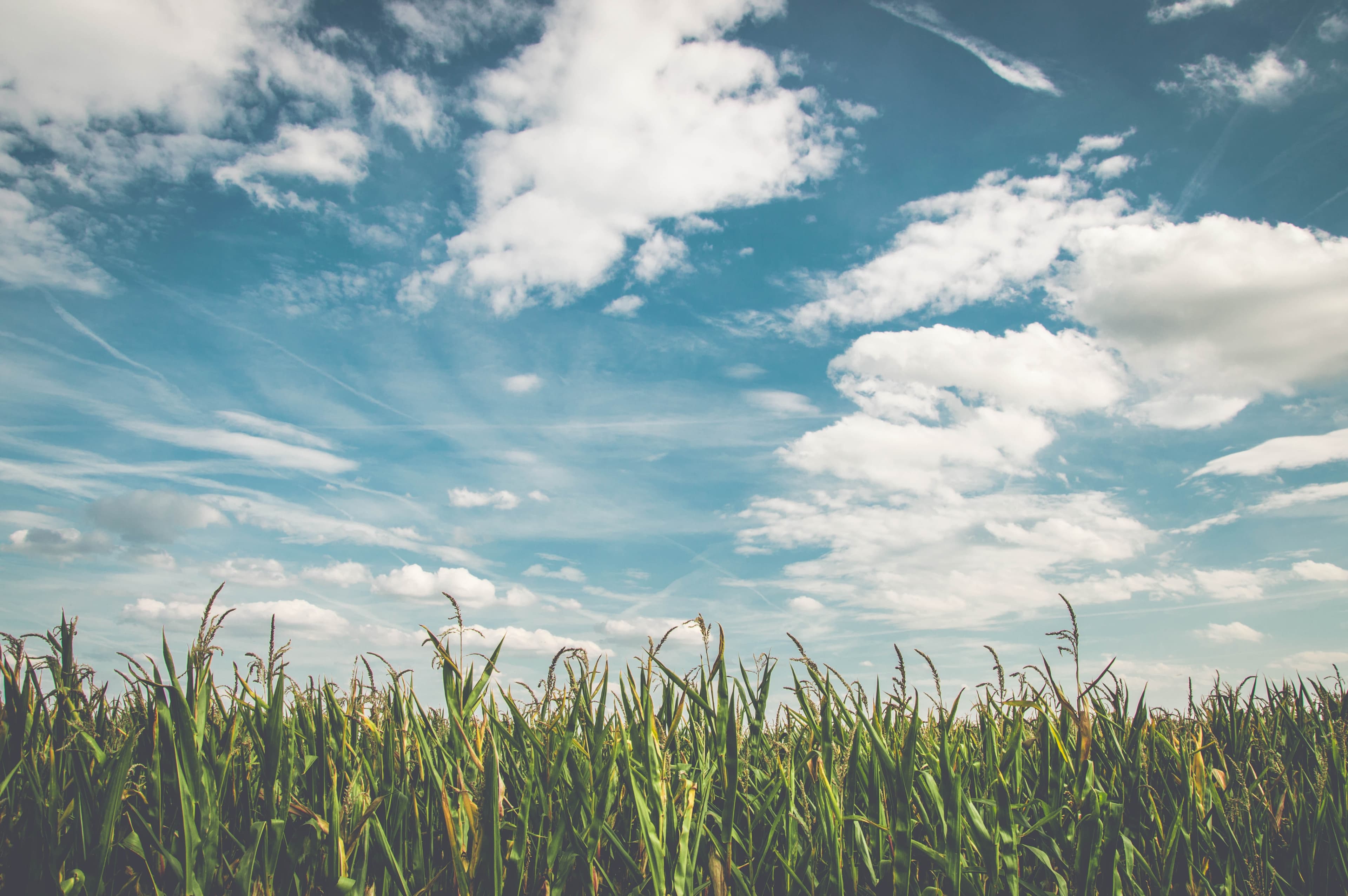 Ÿnsect, un startup pentru agricultura insectelor.