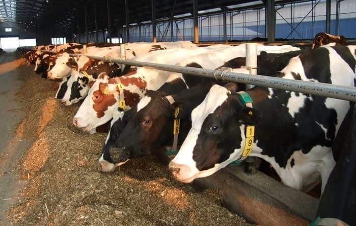 Subvențiile ar putea fi plătite per cap de animal