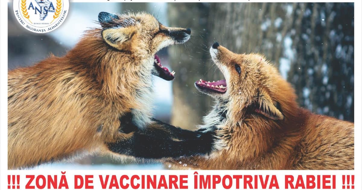 A început vaccinarea antirabică a vulpilor