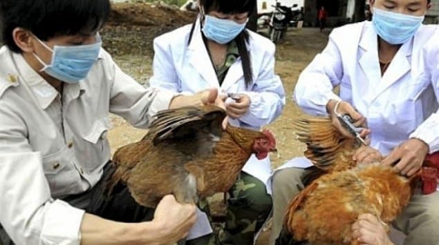 Trei focare de gripă aviară în Japonia