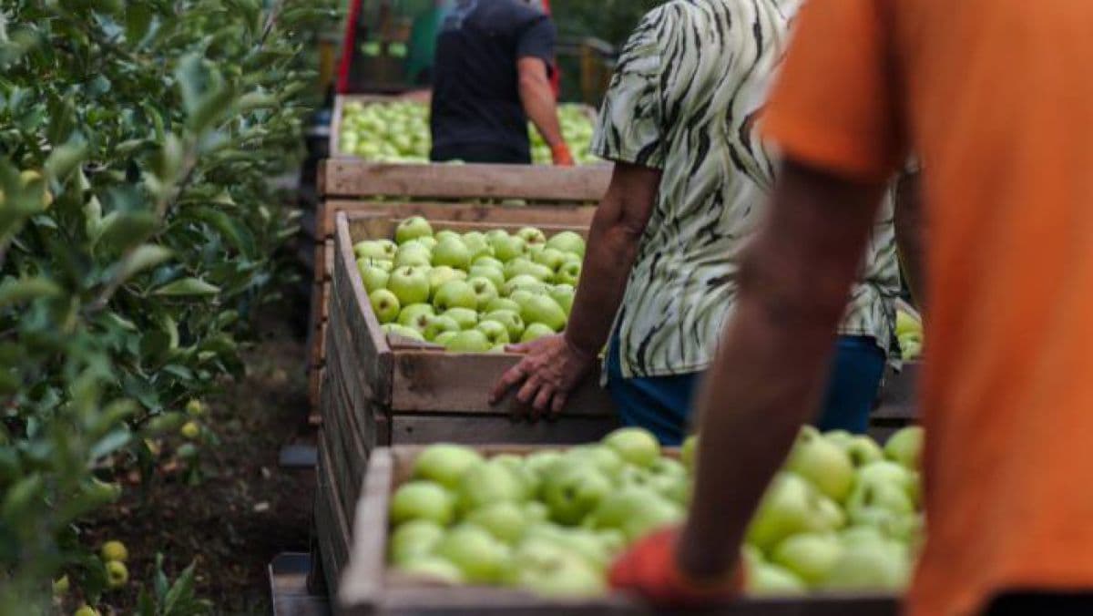 Ploile din octombrie au afectat grav recolta de fructe din țară