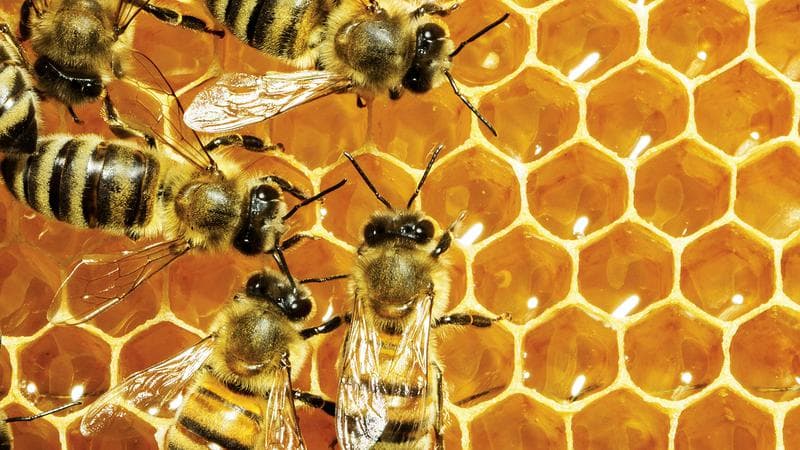 Mierea ecologică certificată – produs competitiv la export