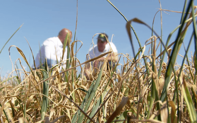 În decembrie, agricultorii vor primi compensații