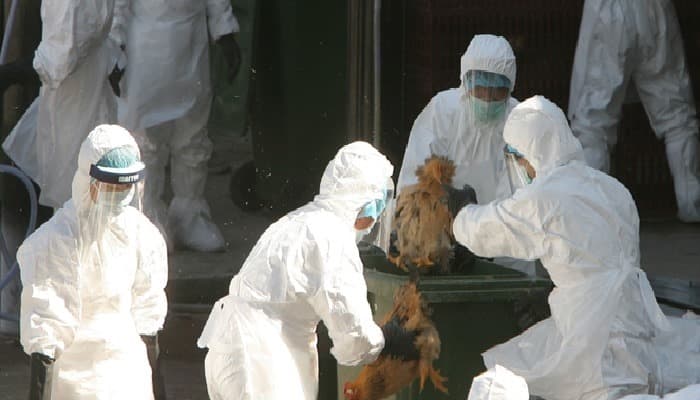 Gripa aviară face japonezii să sacrifice un milion de păsări