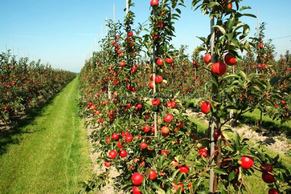 Programul de dezvoltare a horticulturii a intrat în vigoare