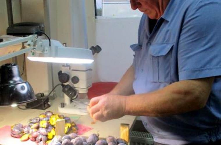 Cerințele fitosanitare, nerespectate de exportatorii moldoveni