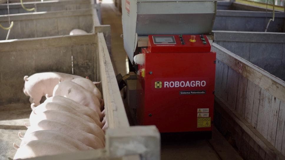 Un robot din Brazilia hrănește porcii și le cântă muzică clasică