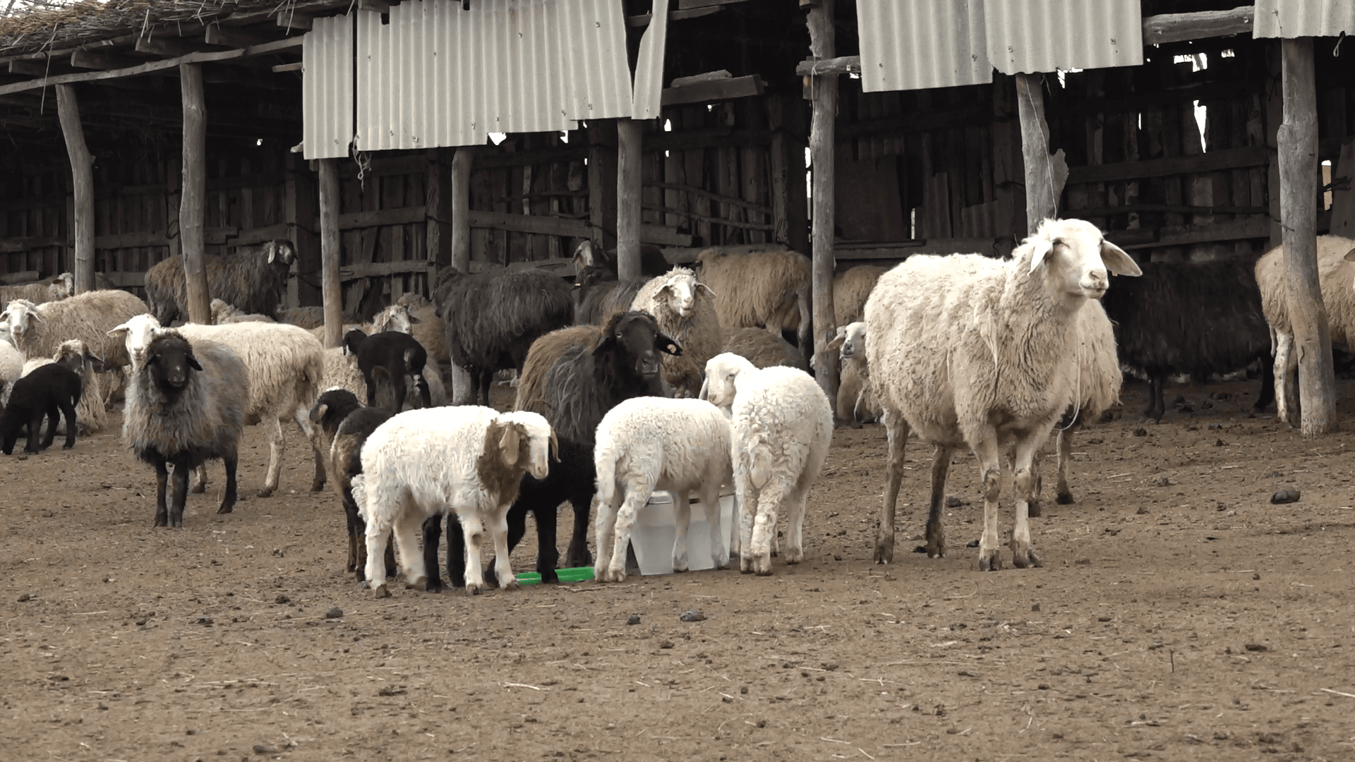 Vitamine și gimnastică… pentru animale