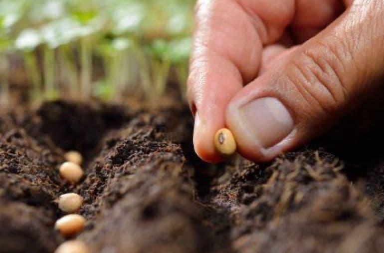 N-au fost însămânțate toate terenurile agricole