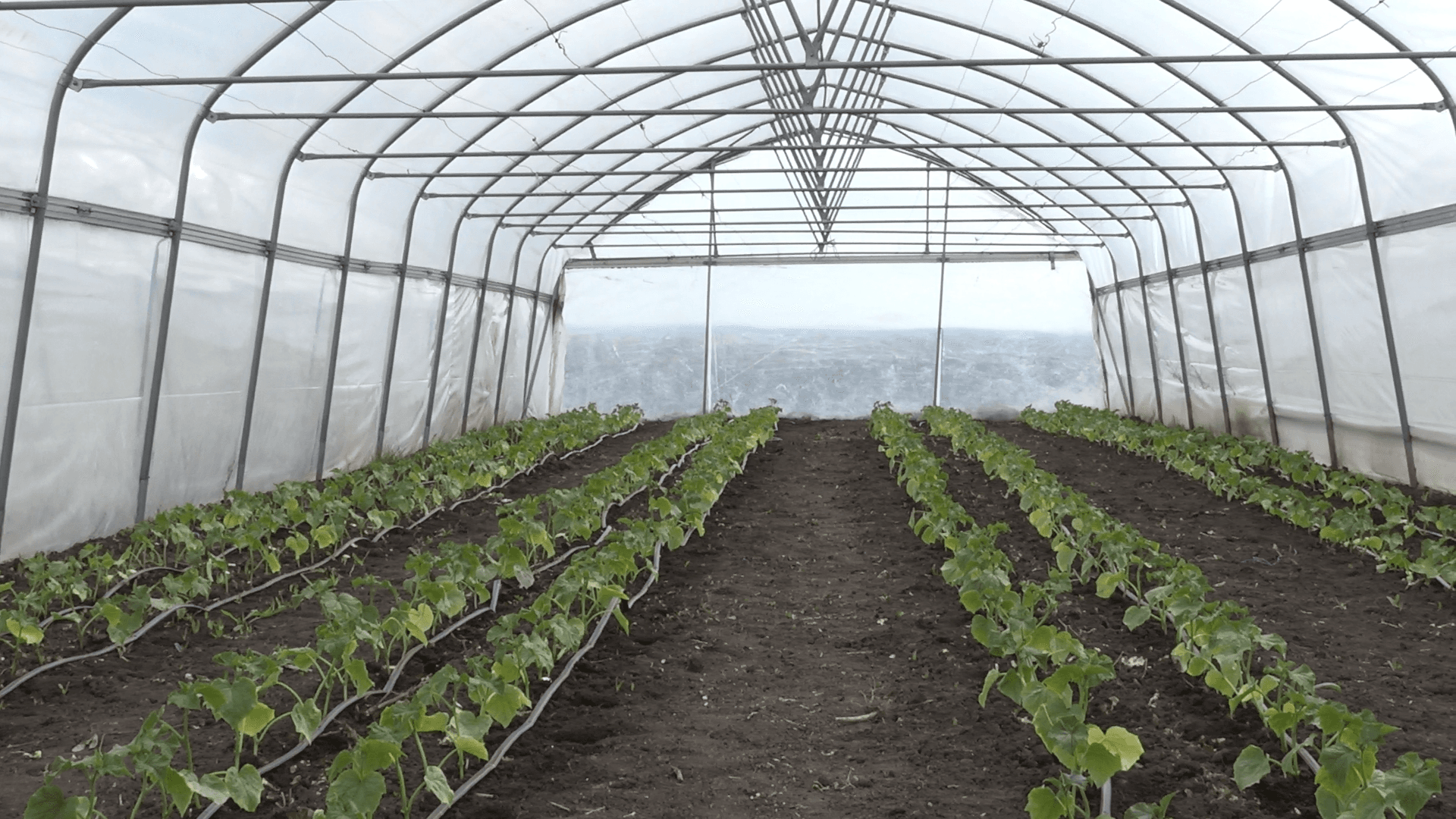 Primăvara agricolă întârzie cu două săptămâni