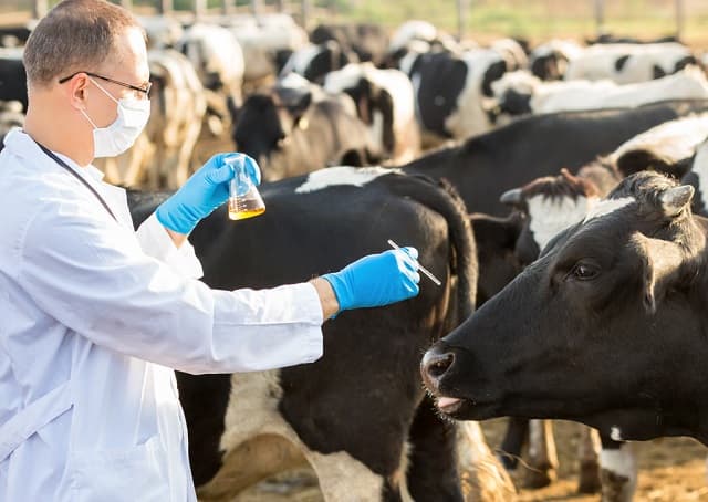 Medicina veterinară, un domeniu neglijat