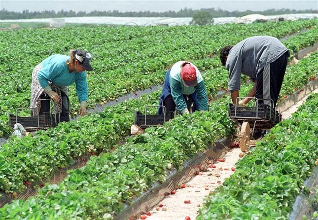 Cu un salariu mizerabil nu dezvolți agricultura