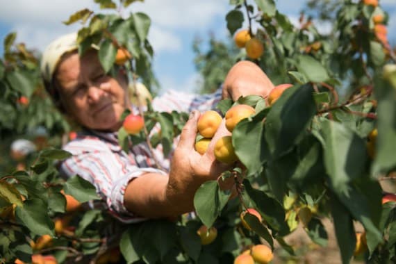 Sunt șanse să exportăm caise?