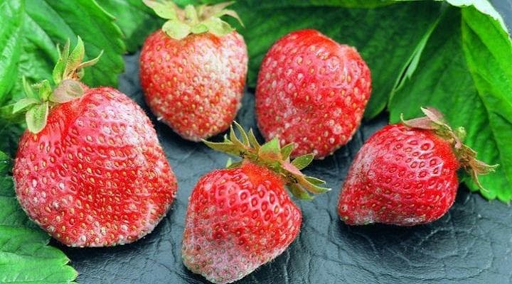 VIDEO/AgriTech: Lumina ultravioletă distruge făinarea și mucegaiul la căpșuni