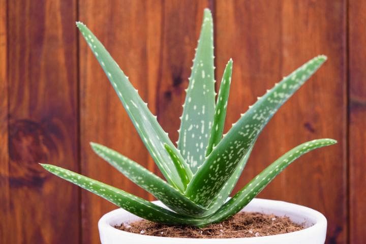 Aloe vera în inima podgoriei: Cum se reinventează viticultorii francezi în fața schimbărilor climatice