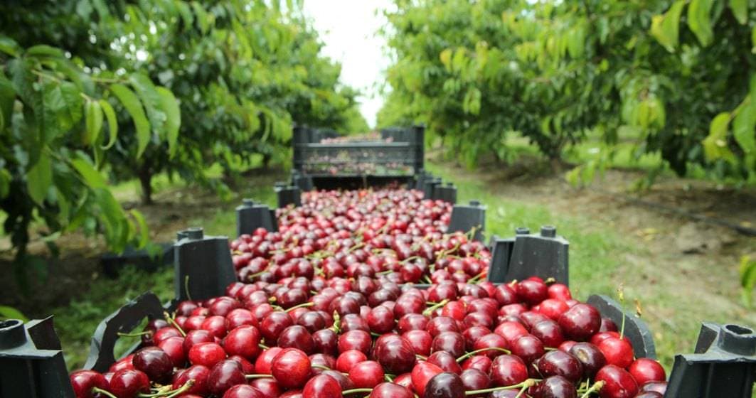 Cireșele românești, aproape dispărute în 2025: Piața invadată de importuri scumpe