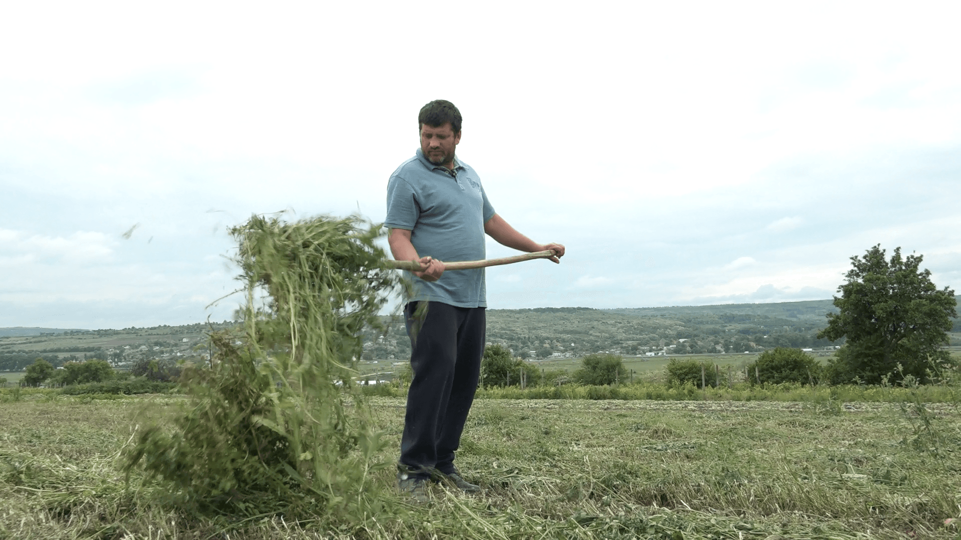 Agricultorii ar putea pierde lucerna