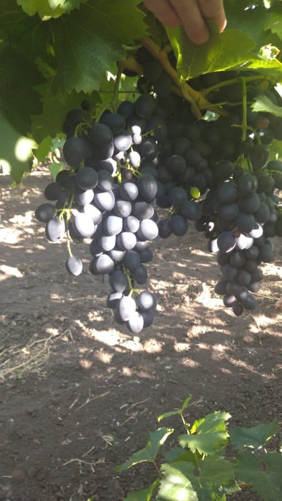 Afacerea agricolă ce i-a adus profit, acasă