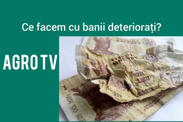 Ce poți face dacă ai acasă bani deteriorați(GRAFIC)