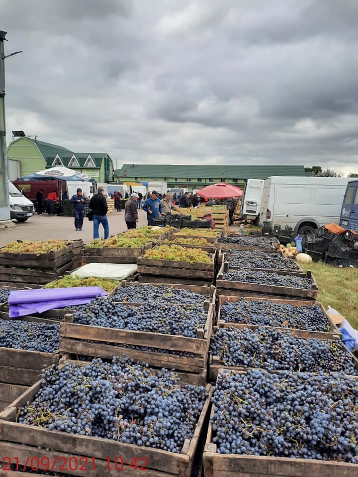 Iarmaroc de comercializare a strugurilor pentru vin, la Chișinău