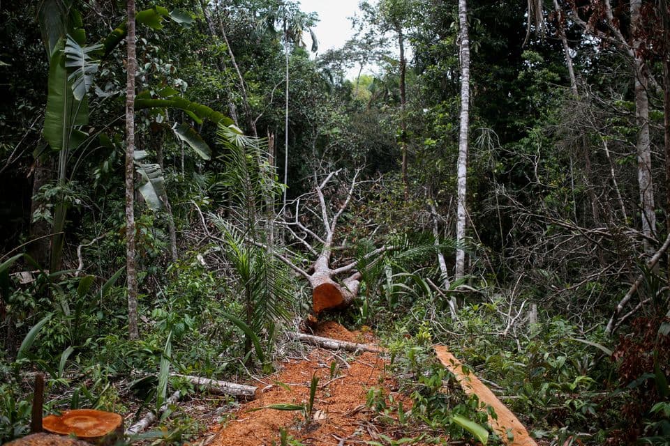 Aproximativ 30% din speciile de arbori de pe glob sunt în pericol de dispariție