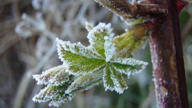 Măsuri de prevenire a pagubelor în agricultură